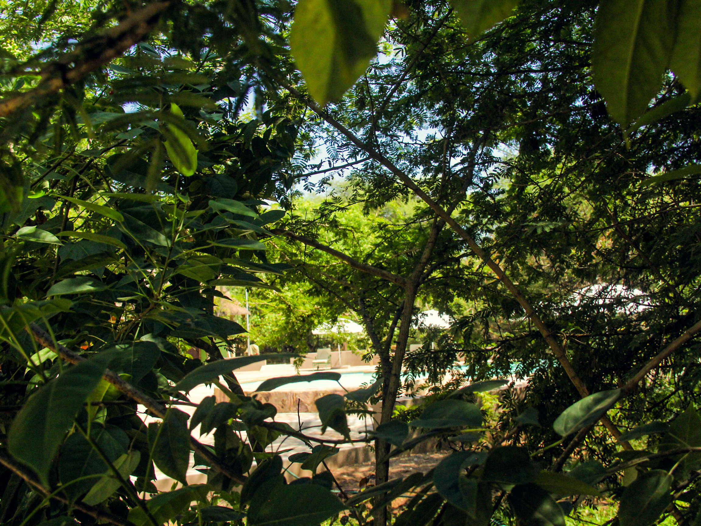 Garden view at Kwalape Safari Lodge