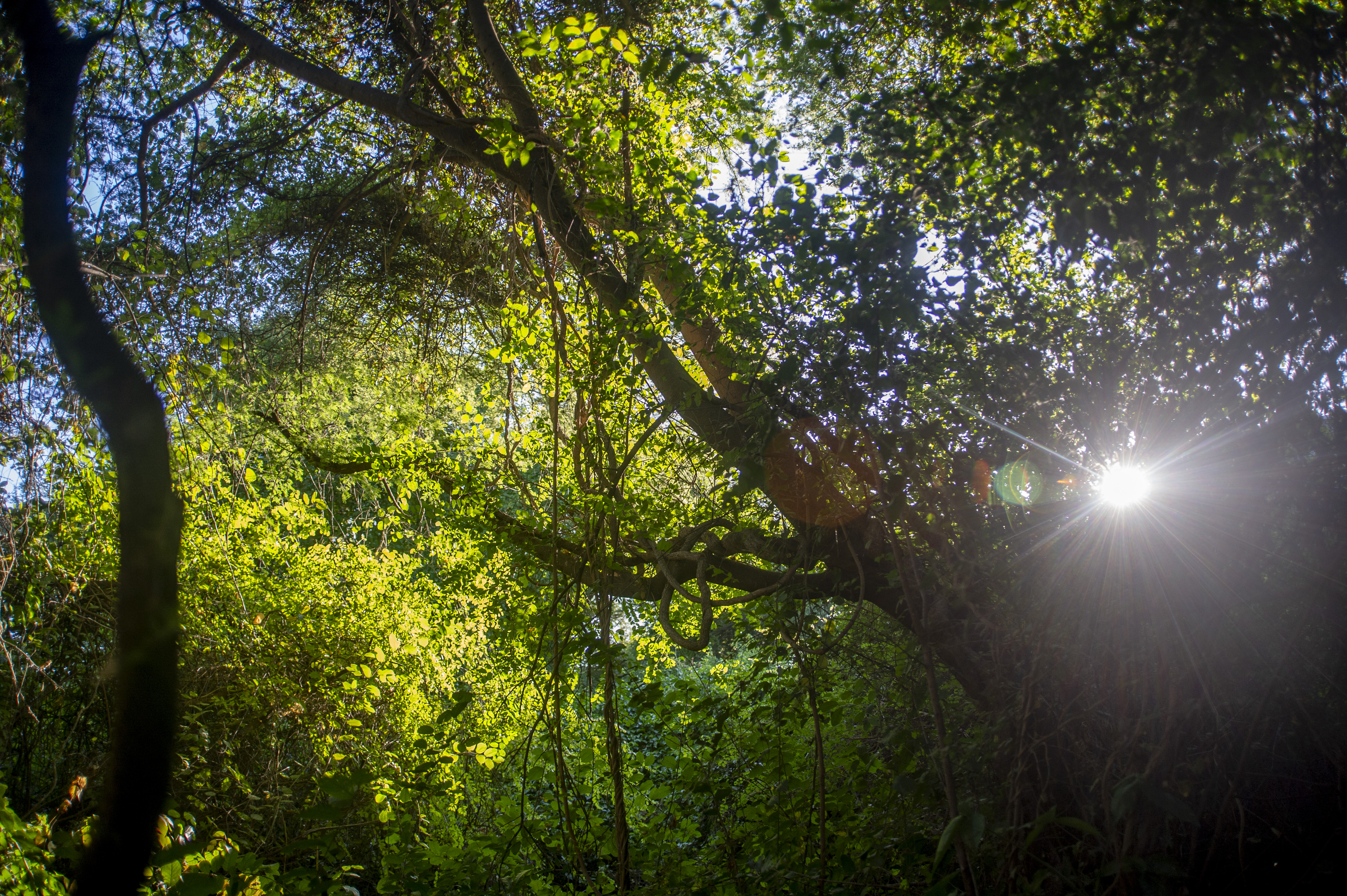 Sunlight through trees at Kwalape Safari Lodge