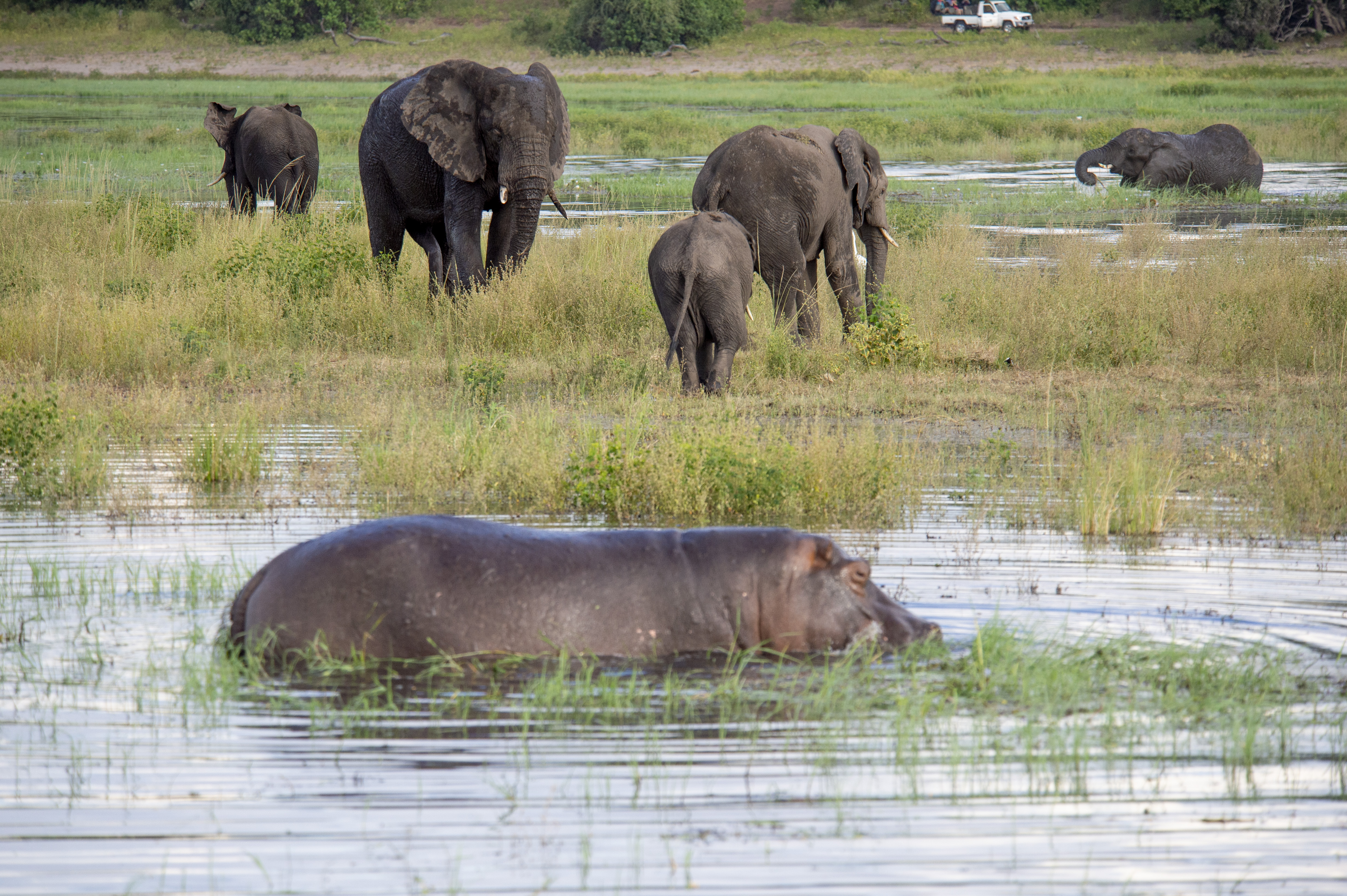 Elephant herd on the Chobe floodplain
