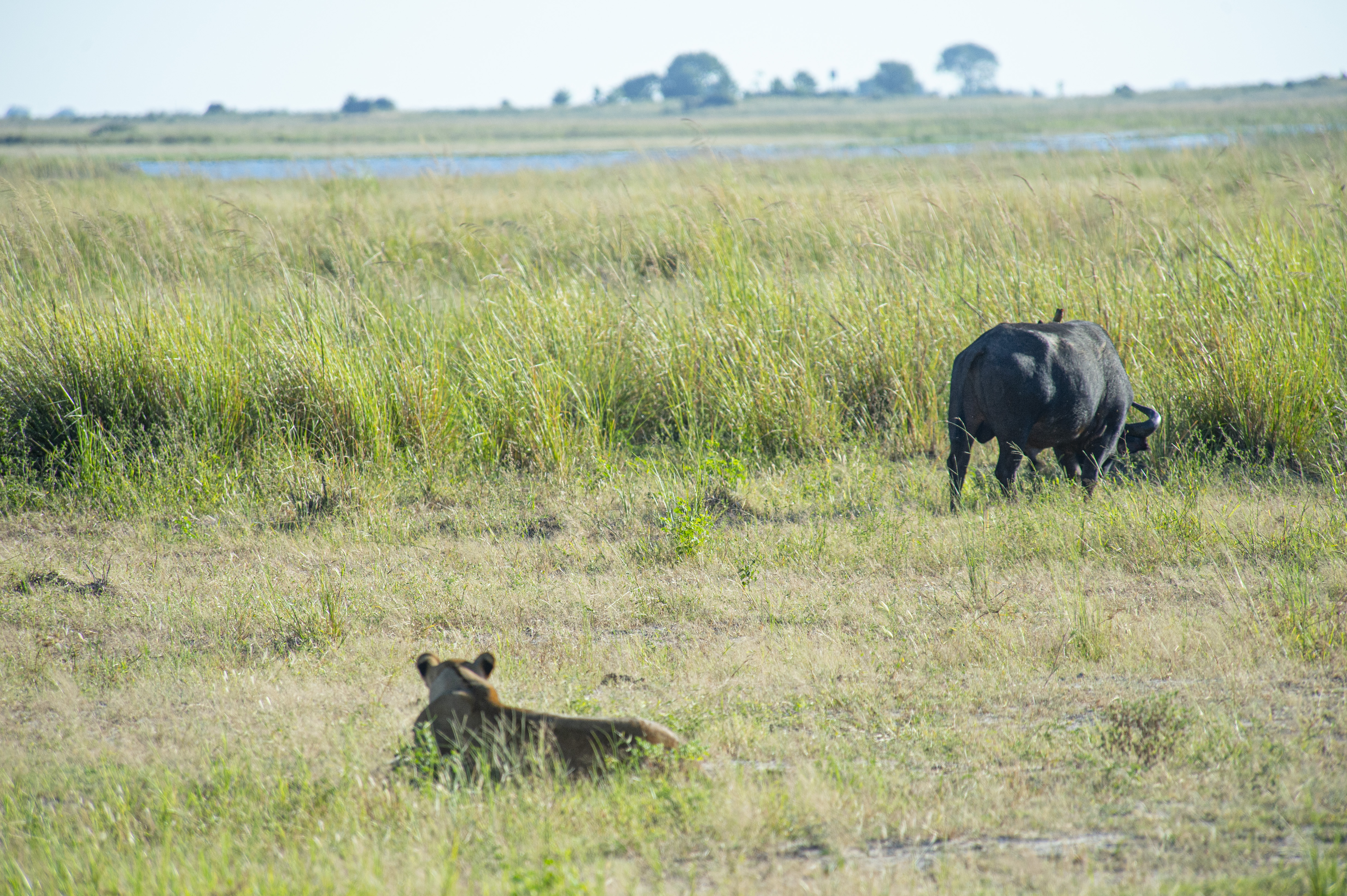 Birdlife along the Chobe River
