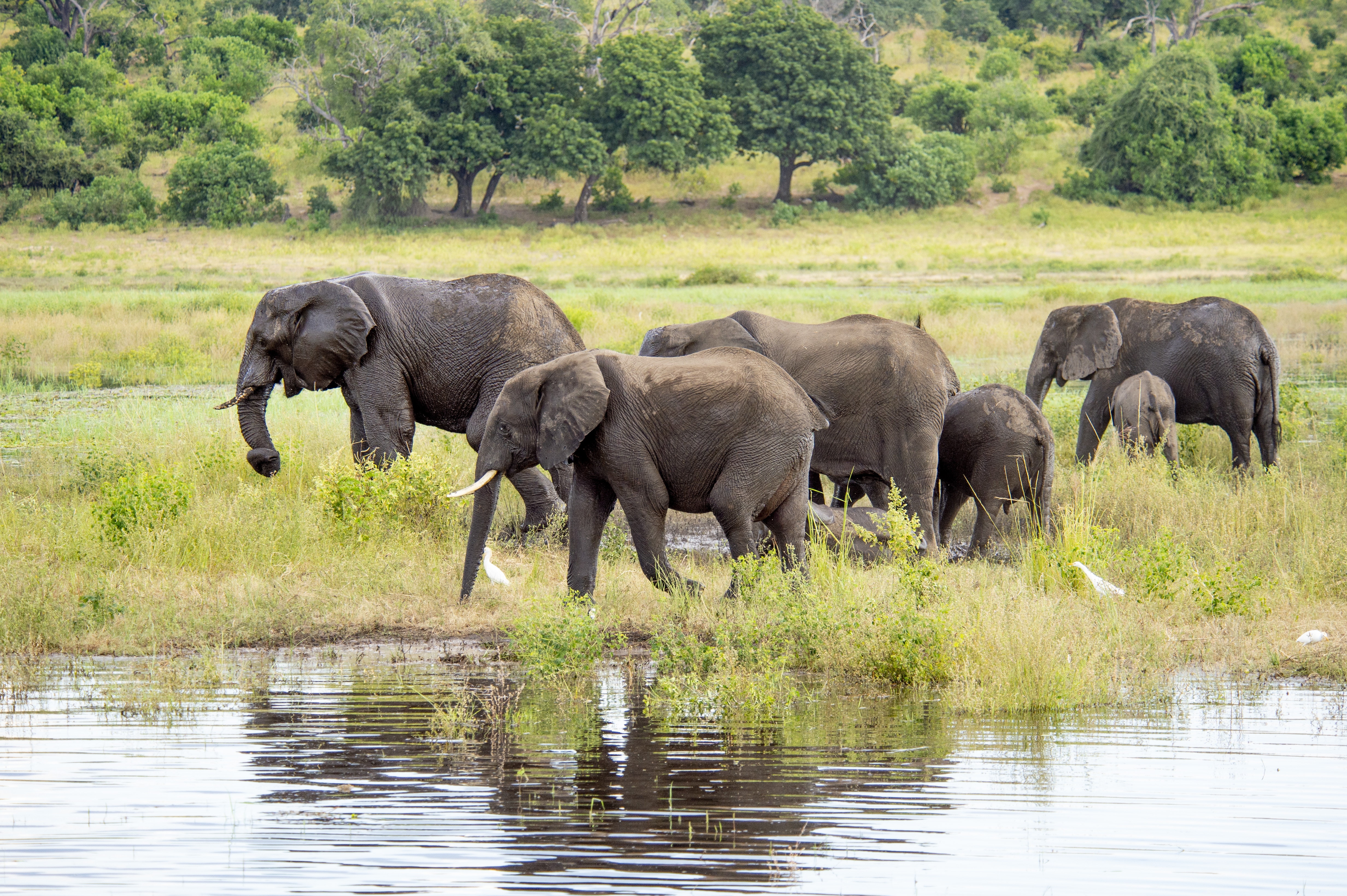 Hippo in the Chobe River